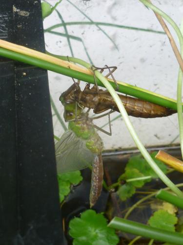 Anax imperator