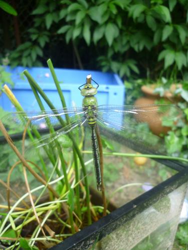 Anax imperator