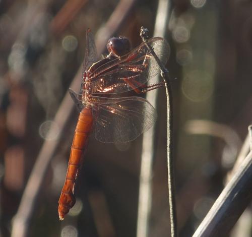 Réf. 86 907 : Libellula herculea