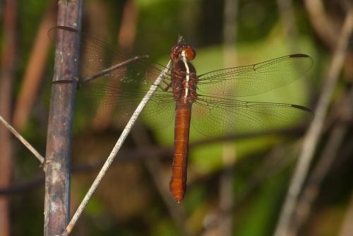 Réf. 86 906 : Libellula herculea