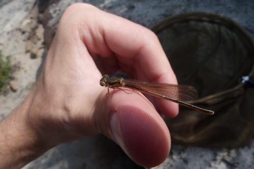 Ceriagrion tenellum