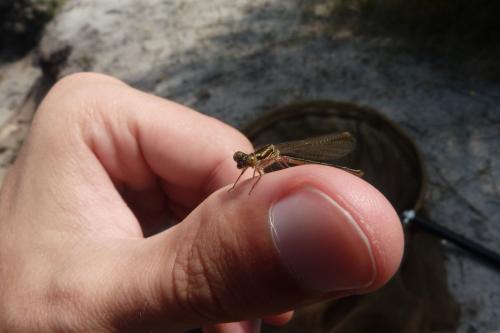 Ceriagrion tenellum