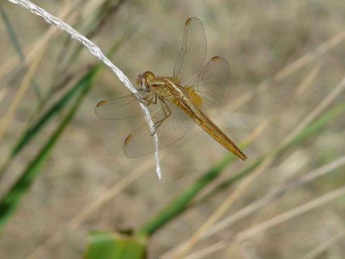 Réf. 86 881 : Crocothemis erythraea