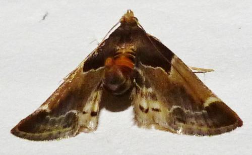 Réf. 86 230 : Pyralis farinalis