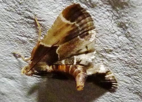 Réf. 86 231 : Pyralis farinalis