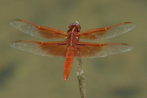 Réf. 86 909 : Libellula saturata