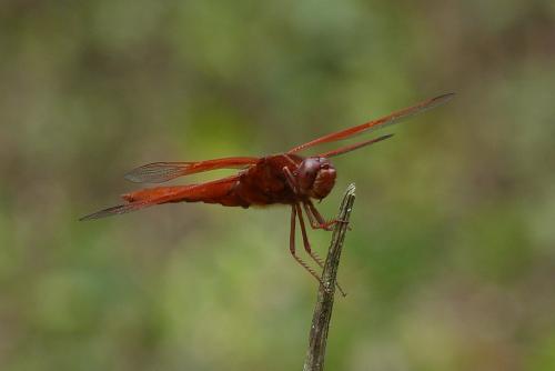 Réf. 86 910 : Libellula saturata