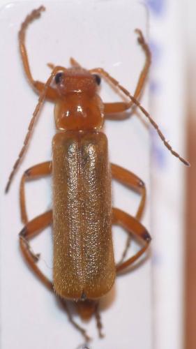 Cantharis cryptica