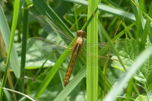 Réf. 86 373 : Crocothemis erythraea