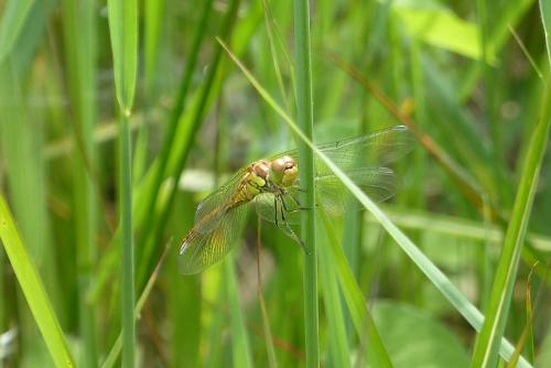 Sympetrum striolatum