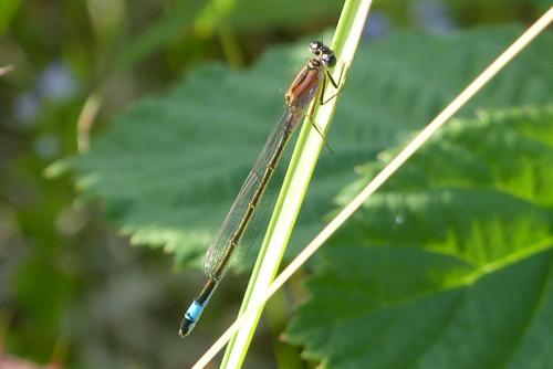 Ischnura elegans