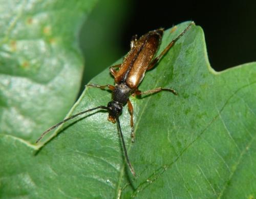 Réf. 86 074 : Alosterna tabacicolor