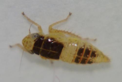 Euscelidius variegatus