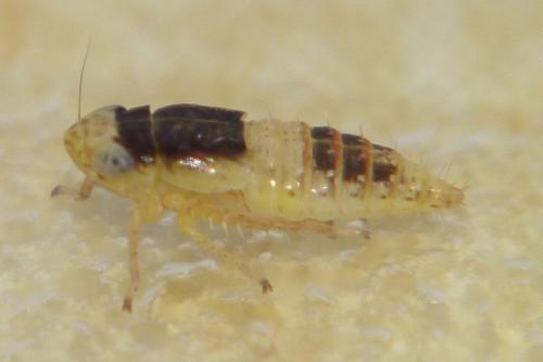 Euscelidius variegatus