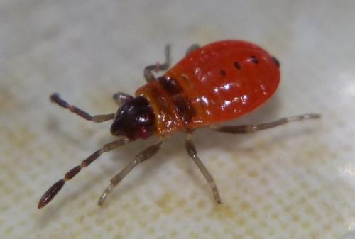 Réf. 86 157 : Pyrrhocoris apterus