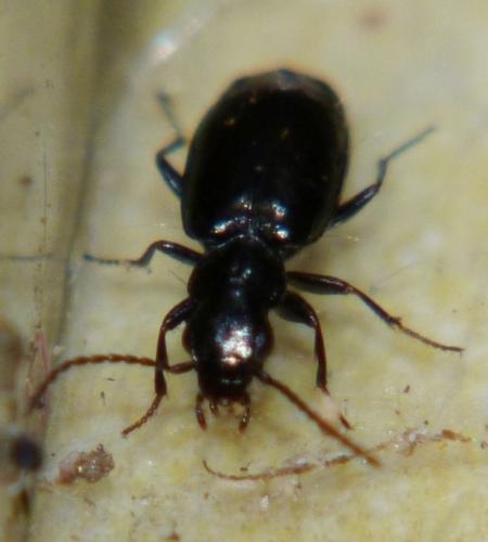 Réf. 86 337 : Microlestes sp.
