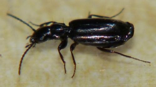 Réf. 86 338 : Microlestes sp.