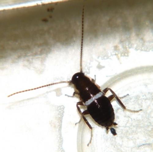 Planuncus vinzi