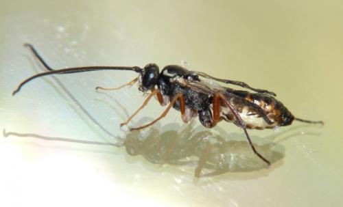 Ctenopelmatinae