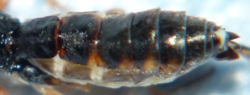 Ctenopelmatinae