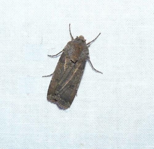 Agrotis segetum