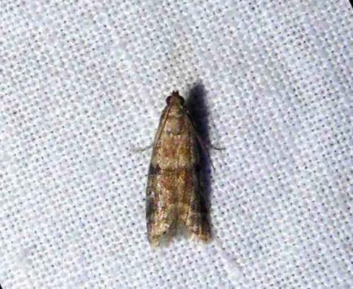 Réf. 86 667 : Ephestia sp.
