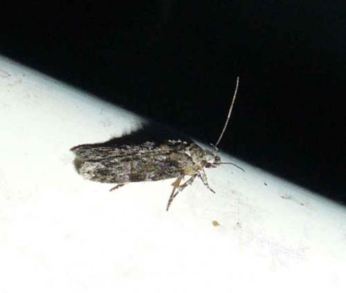 Depressaria sp.