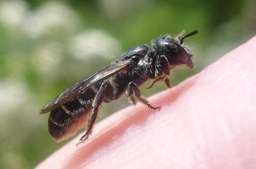 Réf. 86 381 : Chelostoma rapunculi
