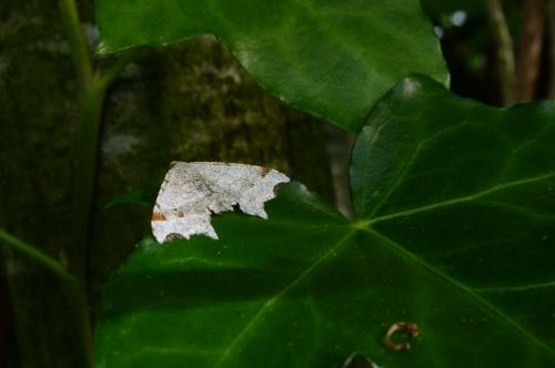 Macaria alternata