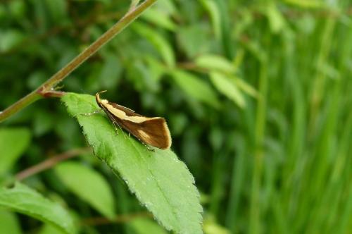 Harpella forficella