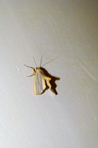 Eilema complana