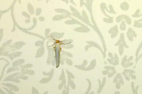 Eilema complana