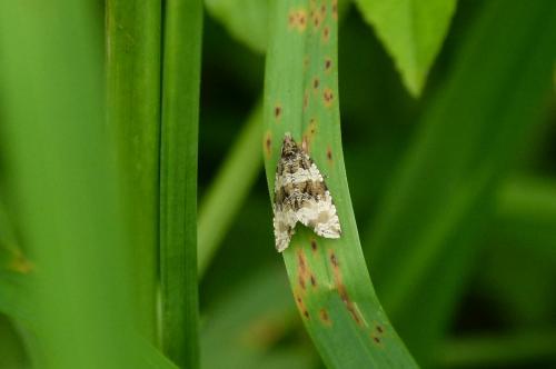 Réf. 86 509 : Orthotaenia undulana