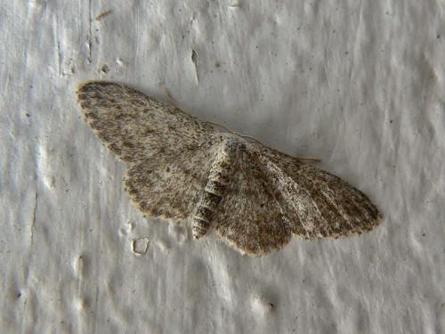 Idaea seriata