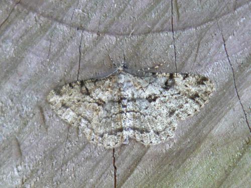 Peribatodes rhomboidaria