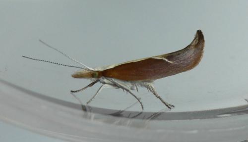 Réf. 86 832 : Ypsolopha dentella