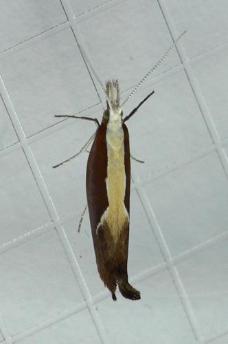 Réf. 86 833 : Ypsolopha dentella