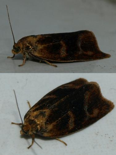 Réf. 86 015 : Ptycholoma lecheana