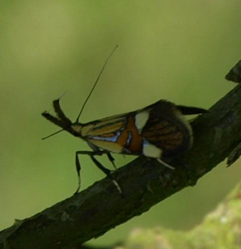 Alabonia geoffrella