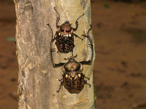 Réf. 86 764 : Cheirotonus parryi