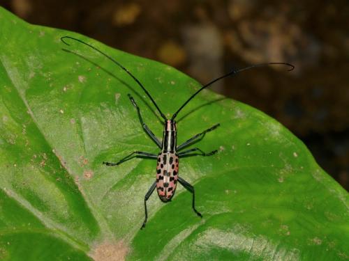 Réf. 86 761 : Macrochenus isabellinus