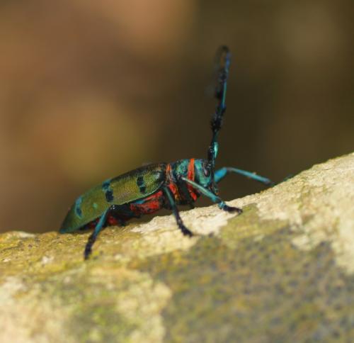Diastocera wallichii