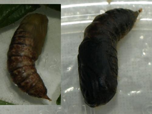 Réf. 86 248 : Euproctis chrysorrhoea