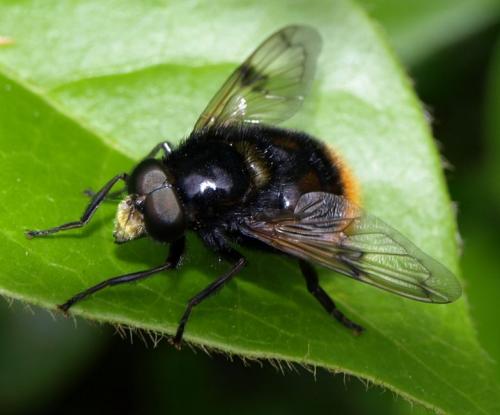 Volucella bombylans