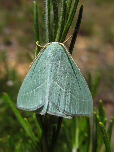 Hemistola chrysoprasaria