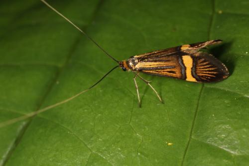 Nemophora degeerella