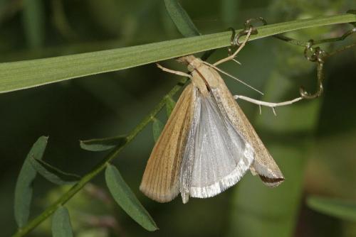 Réf. 86 717 : Pediasia luteella
