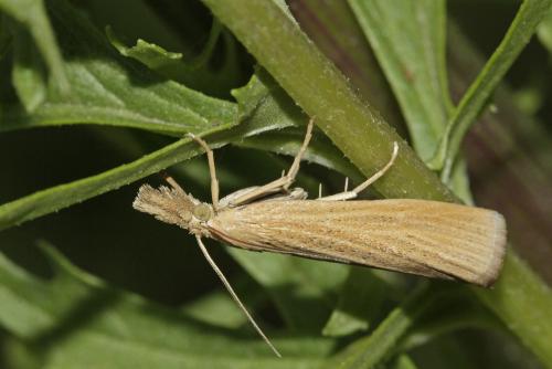 Réf. 86 718 : Pediasia luteella