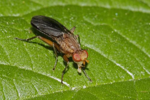 Pelidnoptera fuscipennis
