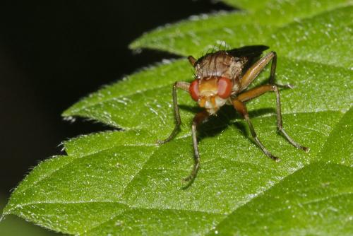 Pelidnoptera fuscipennis